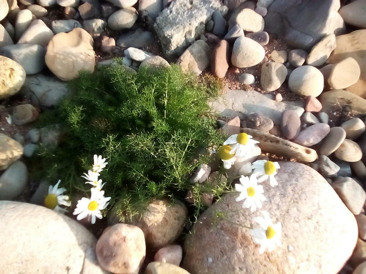 Song Of The Sea, Selkie House Bed & Breakfast Helmsdale Eksteriør bilde